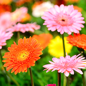 Gerbera Bouquet