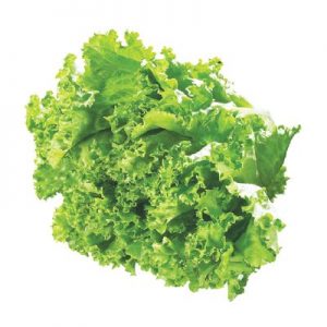Green Leaf Lettuce