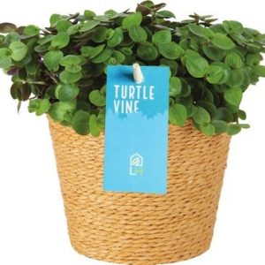 NANOUK TRADESCANTIA OR TURTLE VINE