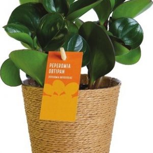 PEPEROMIA OBTIPAN OR DRAGON FRUIT PLANT
