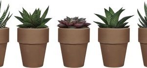 WILD INTERIOR SUCCULENT