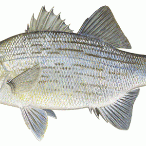 White Bass Fish